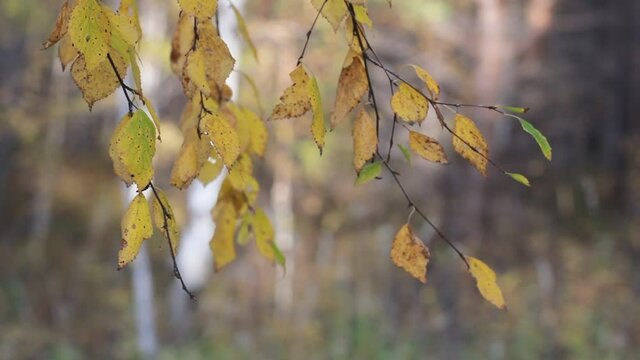 Autumn background. Yellow foliage on the branches swaying in the wind on a forest background.