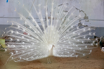 White peacock flaunting its tail in a zoo, North China