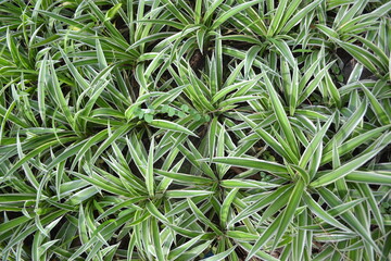 close up of grass