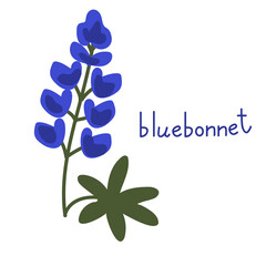 Bluebonnet vector flower - 412742655