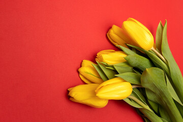 Concept of congratulations on holiday Mother's Day, Valentine's Day. Yellow tulips red background. Copy space, mock up. Close-up photo