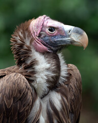 Lappet-faced Vulture giving me the wicked eye. San Diego Safari Park, California. USA