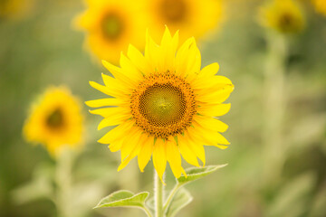 Obraz premium Beautiful Sunflower in the field on background blurred