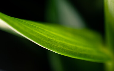 Close up of a green leaf