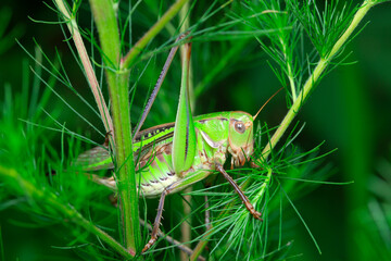 Katydids inhabit wild plants in North China