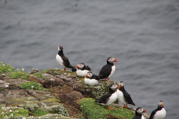 Common (Atlantic) Puffin, Isle of May, Firth of Forth, Scotland.