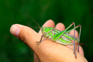 Katydids are in the hands of human beings, man and nature