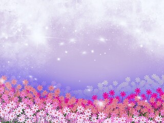 Fototapeta premium Cosmos flower field in spring, flowers background.