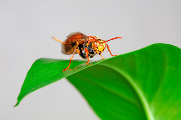 Bees live on wild plants, North China