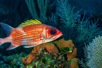 Longjaw Squirrelfish swimming over the reef in Little Cayman