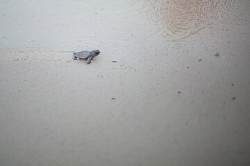 Newborn turtles in the Mexican Caribbean