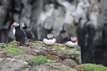 Common (Atlantic) Puffin, Isle of May, Firth of Forth, Scotland.