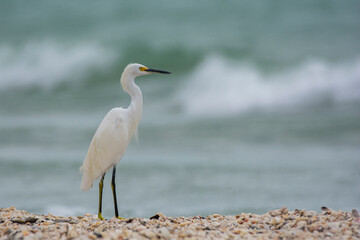 Great Egret by the Ocean
