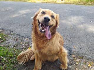 golden retriever dog