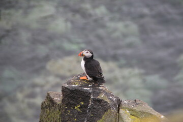 Common (Atlantic) Puffin, Isle of May, Firth of Forth, Scotland.