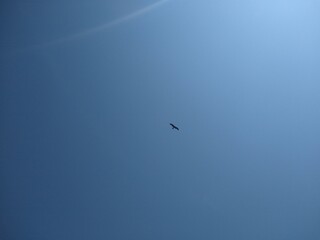 birds flying in the sky