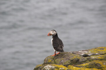 Common (Atlantic) Puffin, Isle of May, Firth of Forth, Scotland.