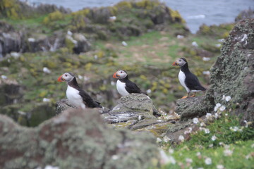 Common (Atlantic) Puffin, Isle of May, Firth of Forth, Scotland.