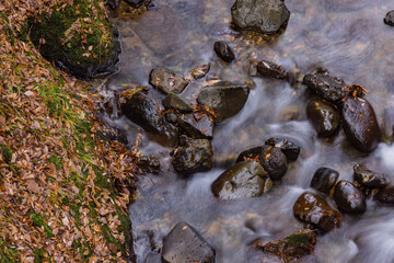 晩秋の落葉と渓流