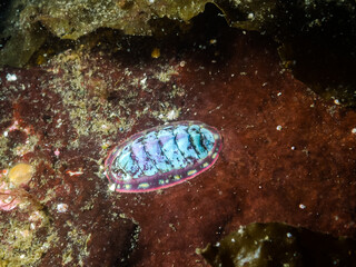 Lined Chiton
