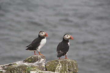 Common (Atlantic) Puffin, Isle of May, Firth of Forth, Scotland.