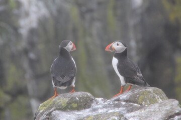 Common (Atlantic) Puffin, Isle of May, Firth of Forth, Scotland.