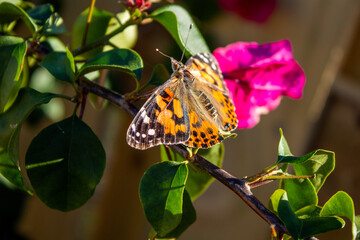 Plakat butterfly on a flower