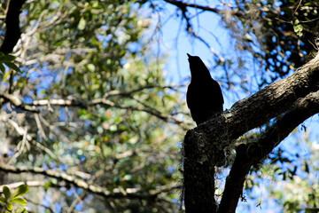 crow on a tree