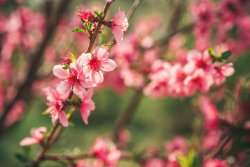 Pink blossom tree brach. Spring nature with blooming trees.