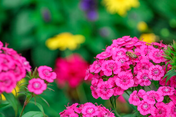 Bumble Bee on Pretty Pink Flowers 