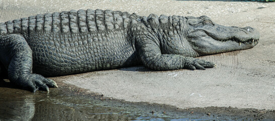 Alligator Basking in the Sun