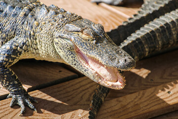 american alligator