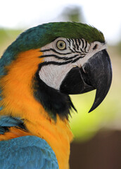 Portrait of a blue and gold macaw bird 