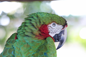 Adorable Green Macaw 