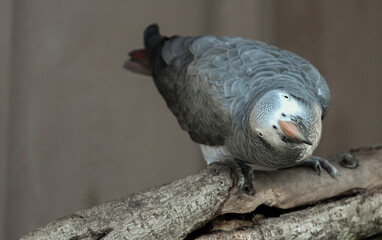 African Grey Parrot 