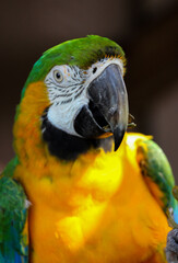 Portrait of a Green and Gold Macaw bird 