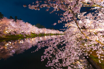Obraz na płótnie Canvas 弘前の夜桜は満開に咲いている