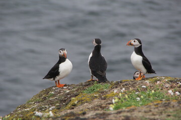 Common (Atlantic) Puffin, Isle of May, Firth of Forth, Scotland.