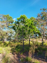 pine tree in the mountains