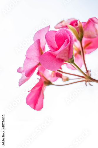 ベランダガーデニング ピンクのゼラニウム 花言葉は育ちの良さ 尊敬 Poster 宮岸孝守