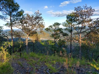 pine tree in the mountains