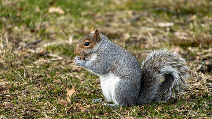 Naklejka na ściany i meble squirrel in the park eating a nut