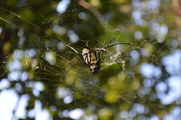 spider on a web