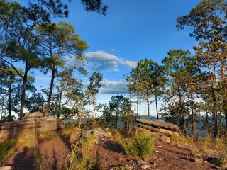pine tree in the mountains