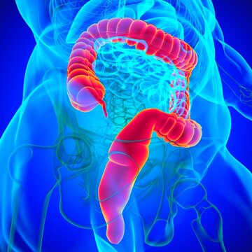 Large Intestine 3D Illustration Human Digestive System Anatomy