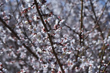 In Japan, Japanese apricot blossoms are in full bloom in February.