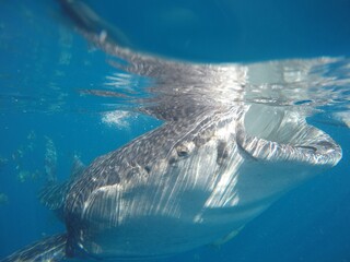 Naklejka premium Whale Shark Adventures, Shot on GoPro!