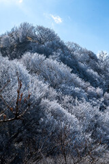 仁田峠の霧氷