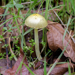 Yellow fieldcap (Bolbitius titubans) in Santa Clara County, California.