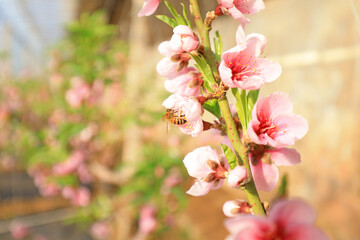 Obraz premium Farmers use bees to pollinate peach trees in greenhouses, North China